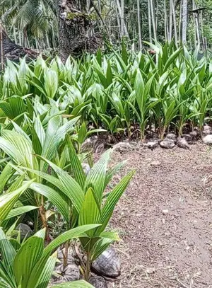 Organic Coconut Plants