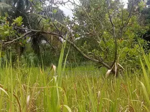 Land for Sale in Siyambalanduwa