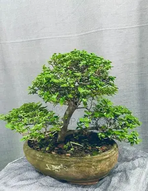 Bonsai plants
