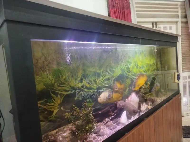 Fish Tank