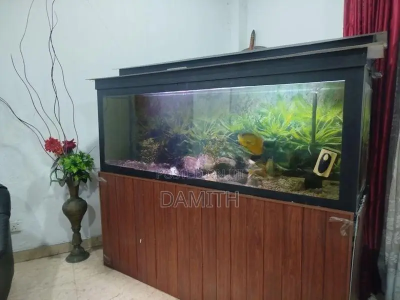 Fish Tank