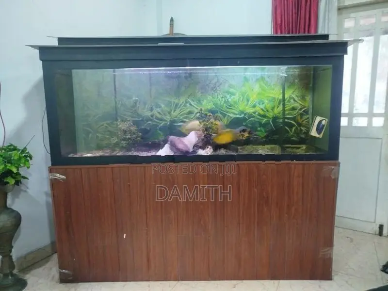 Fish Tank
