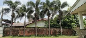 9 Foxtail Palm Trees