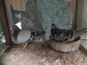 Pigeons