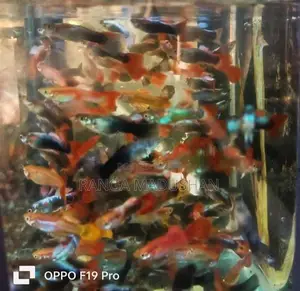 Gappy Fish