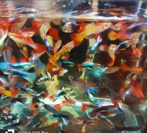 Gappy Fish