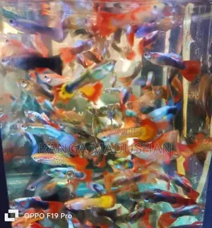 Gappy Fish