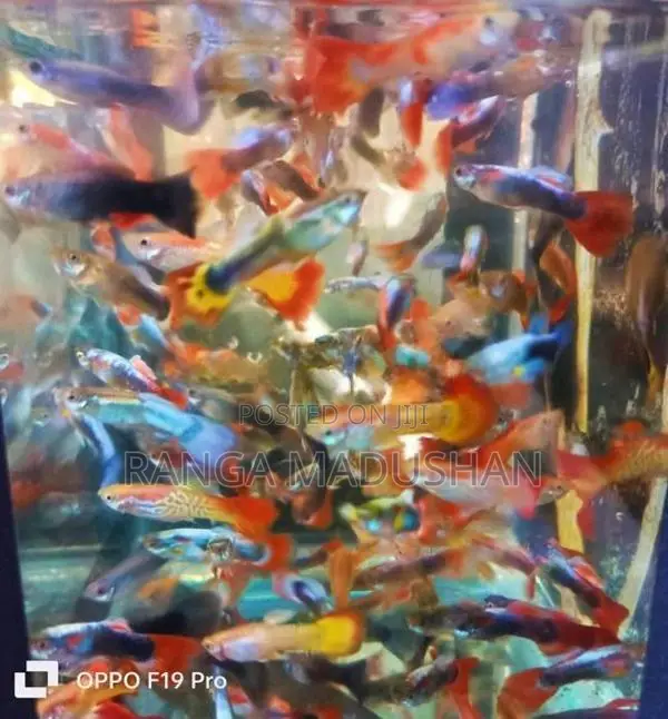 Gappy Fish