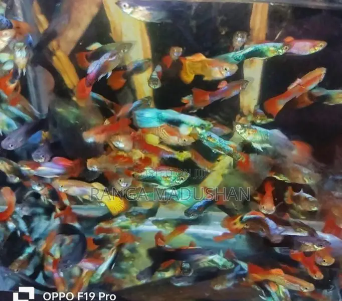 Gappy Fish