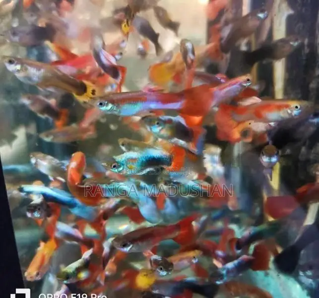 Gappy Fish