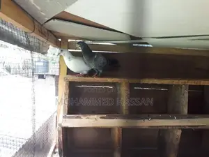 Pigeon