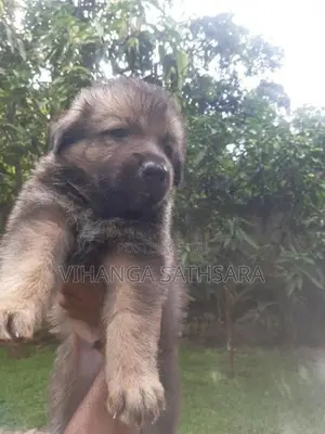 German Shepherd Puppy