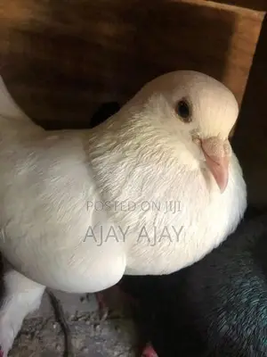 Pigeon