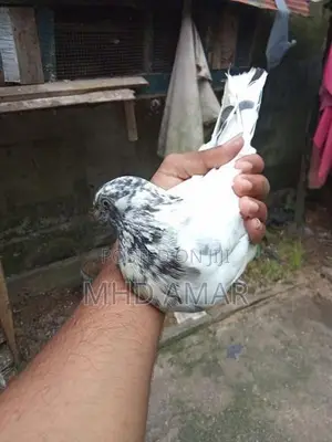Pakistan Pigeon