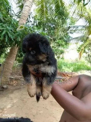 German Shepherd Long Coat Puppies