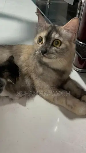 Persian Cat with Kittens