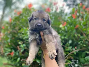 Germansheprd Puppy