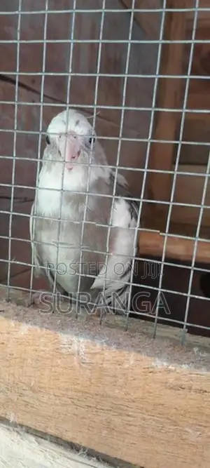 Cockatiel Bird
