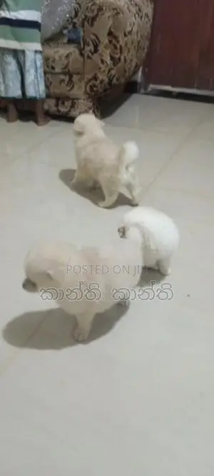 pomaneriyan