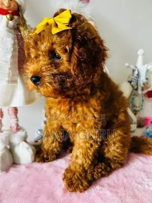 Toy poodle puppy