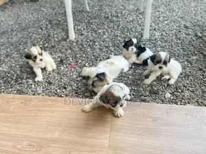 Shi Tzu Puppies