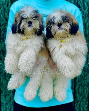 Shih Tzu Puppies