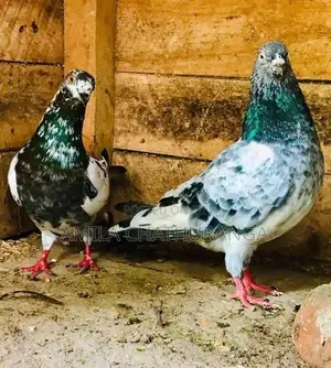 Pigeons