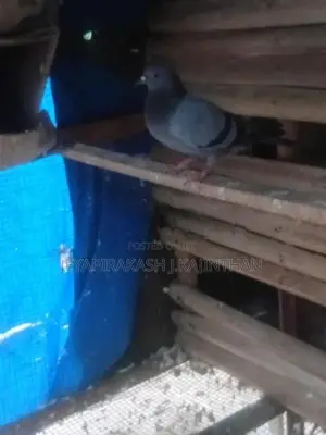 Pigeon