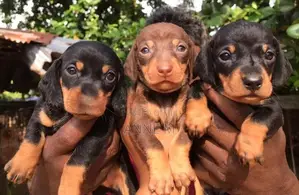Dachshund Puppies