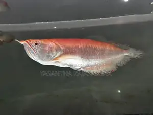 Red Eye Albino Arowana