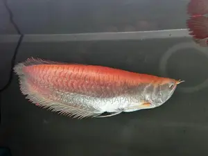 Red Eye Albino Arowana
