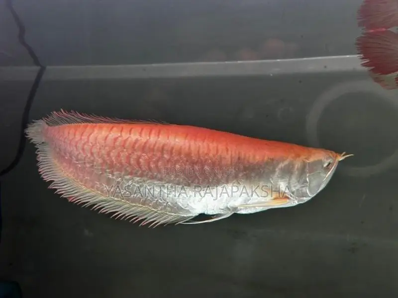 Red Eye Albino Arowana