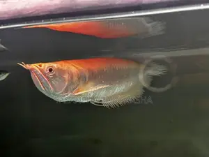 Red Eye Albino Arowana