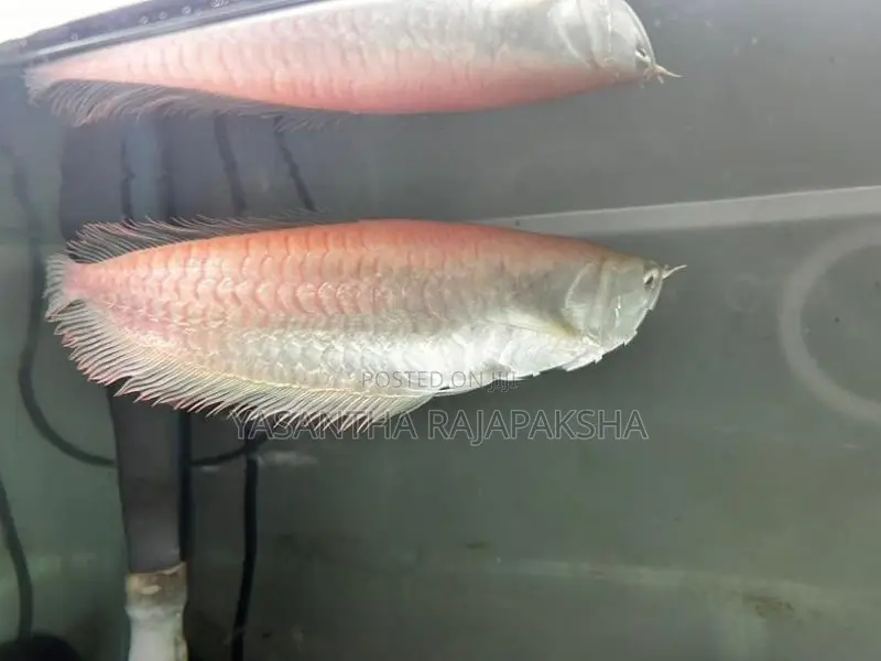 Red Eye Albino Arowana