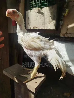 Parrot Beak Rooster
