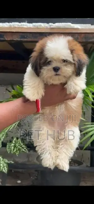 Shih Tzu Puppies