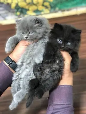 Persian Cat