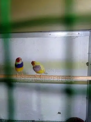 Goldiang Bird