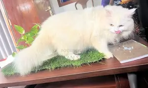 Persian Cat