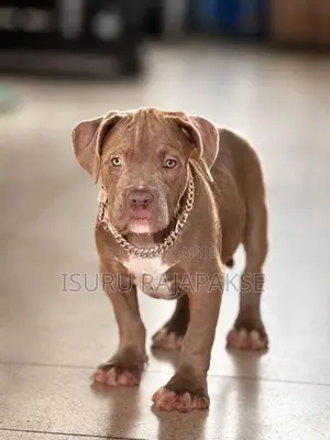 American Bully XL Puppies