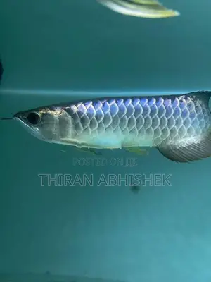 Bluebase Golden Arowana