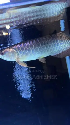 Bluebase Golden Arowana