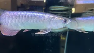 Bluebase Golden Arowana