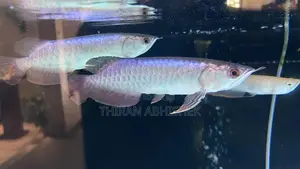 Bluebase Golden Arowana