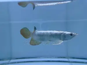 Bluebase Golden Arowana