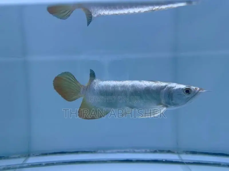 Bluebase Golden Arowana