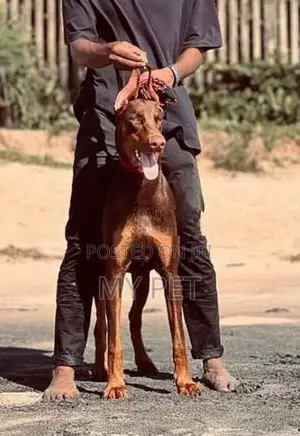Doberman Male