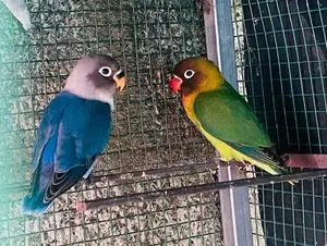 African 2 Pairs