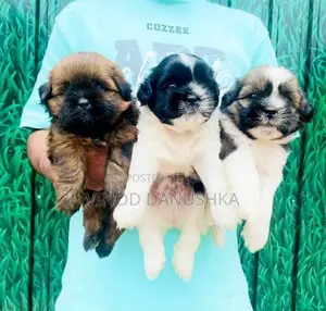 Shih Tzu Puppies