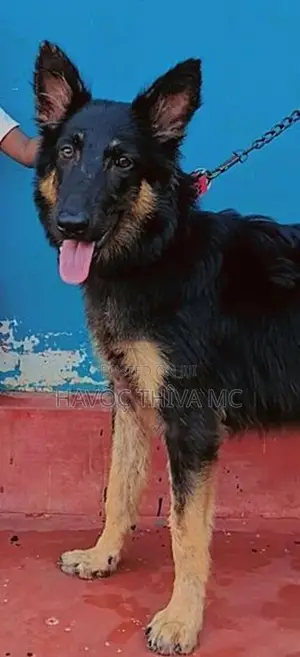 German Shepherd Male Puppy